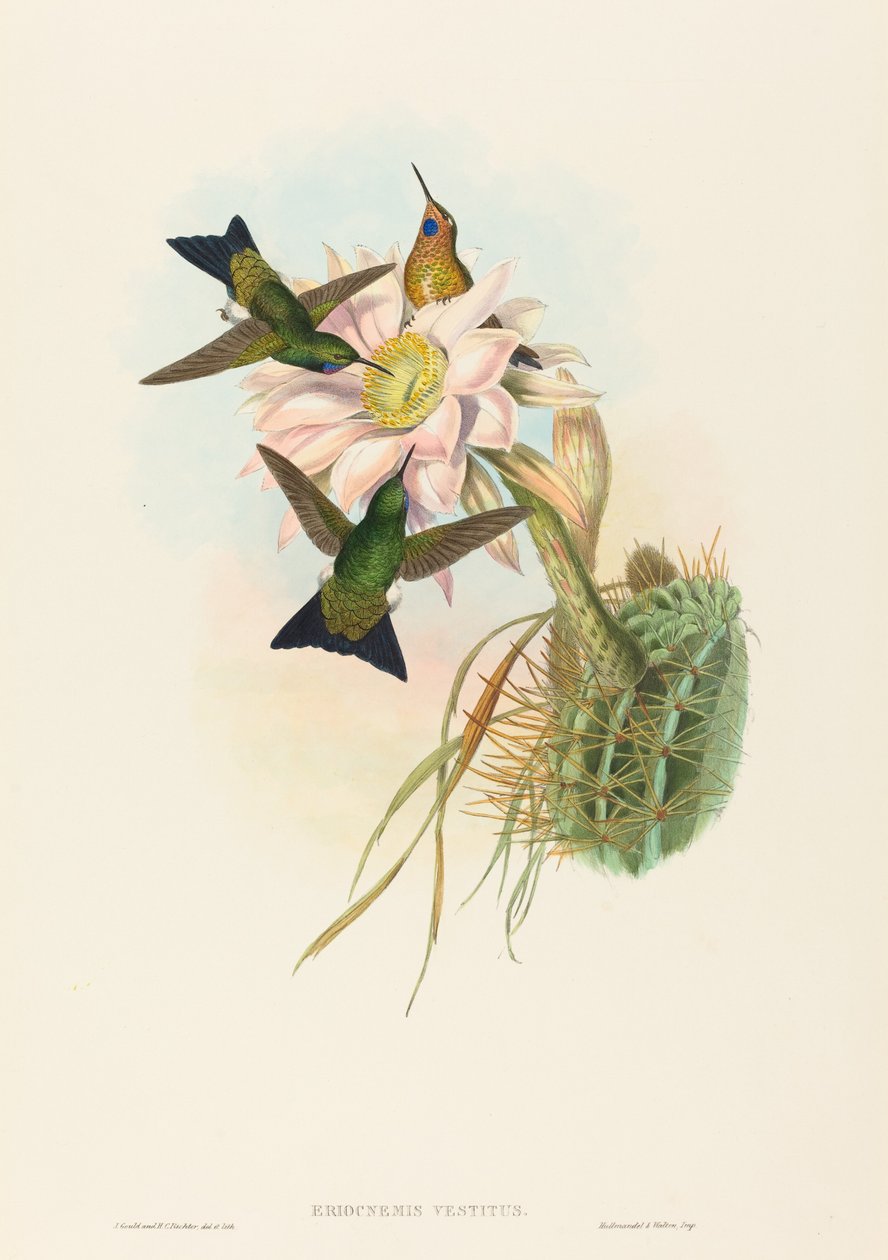 Glowing Puff-Leg (Glowing Puff-Leg) tekijältä John Gould and H.C. Richter