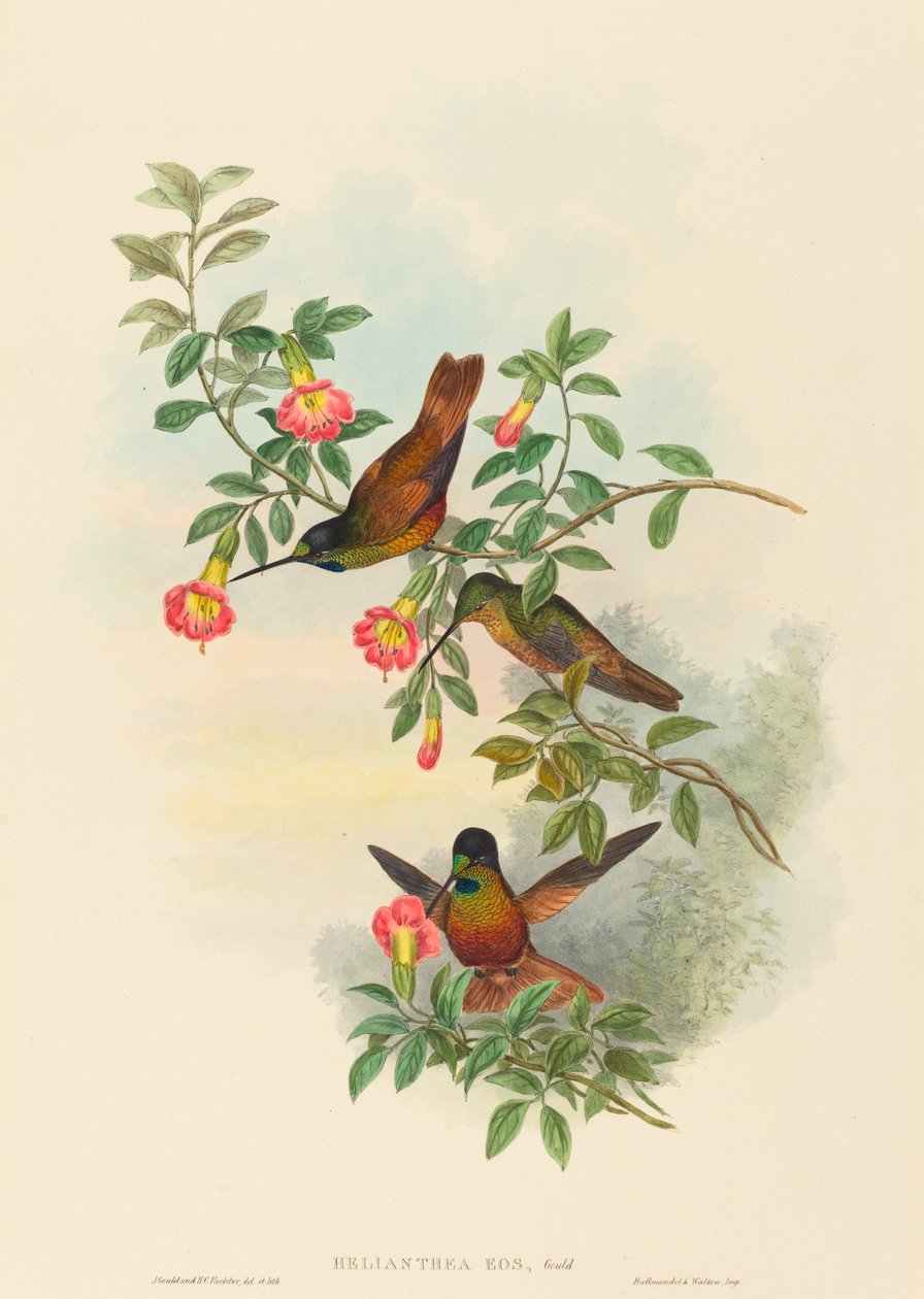 Helianthea eos (Golden Star-etulevy) tekijältä John Gould and H.C. Richter