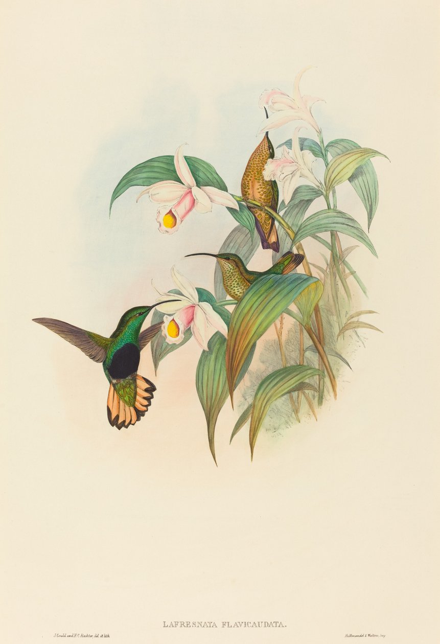 Lafresnaya flavicaudata (Buff-tailed Velvet-rinta) tekijältä John Gould and H.C. Richter