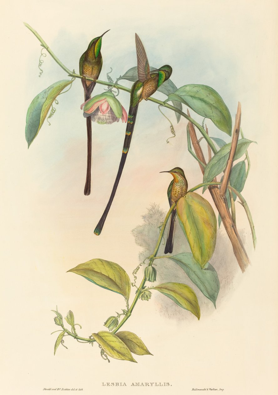 Lesbia Amaryllis tekijältä John Gould and H.C. Richter