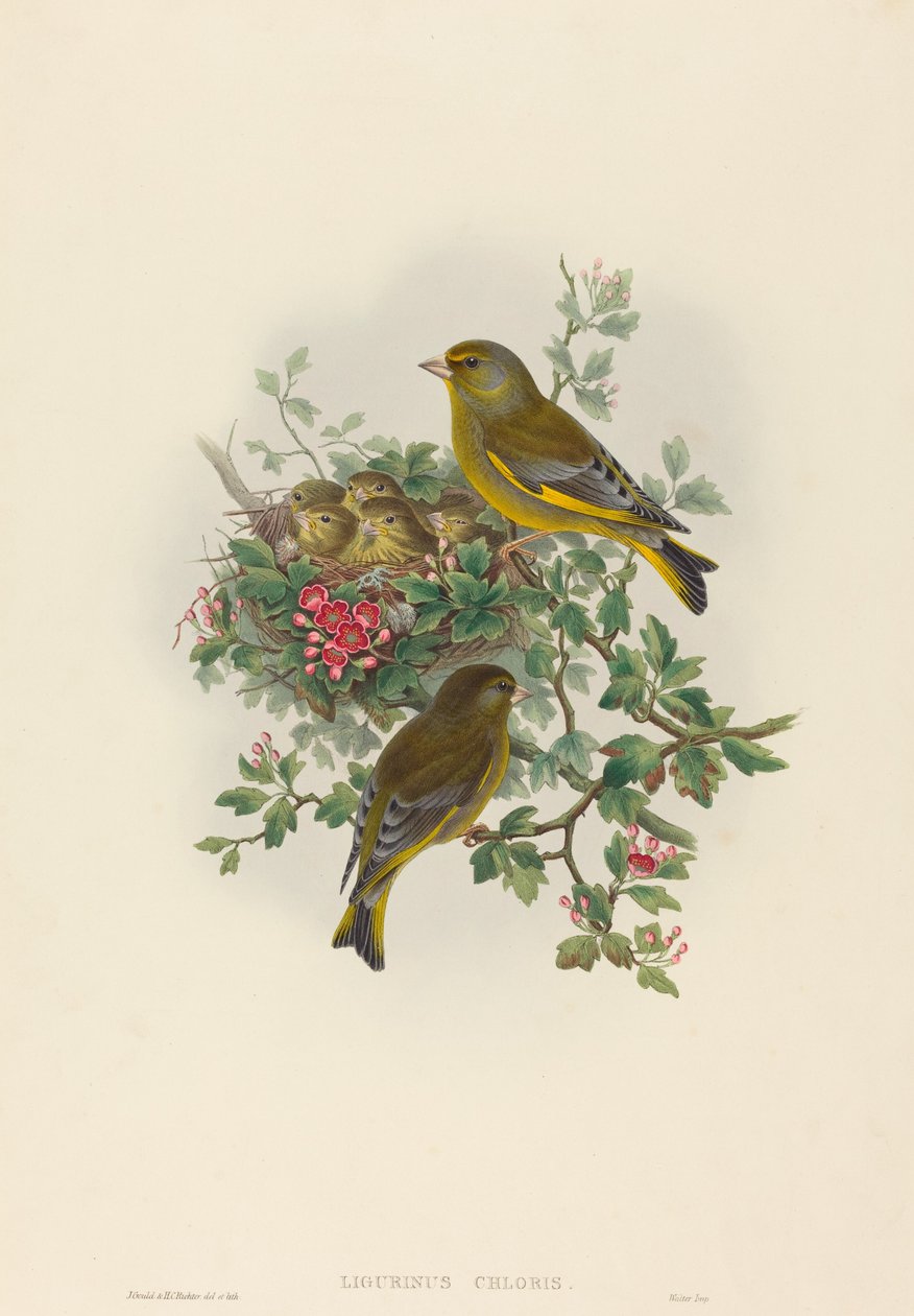 Ligurinus chloris (viherpeippo) tekijältä John Gould and H.C. Richter