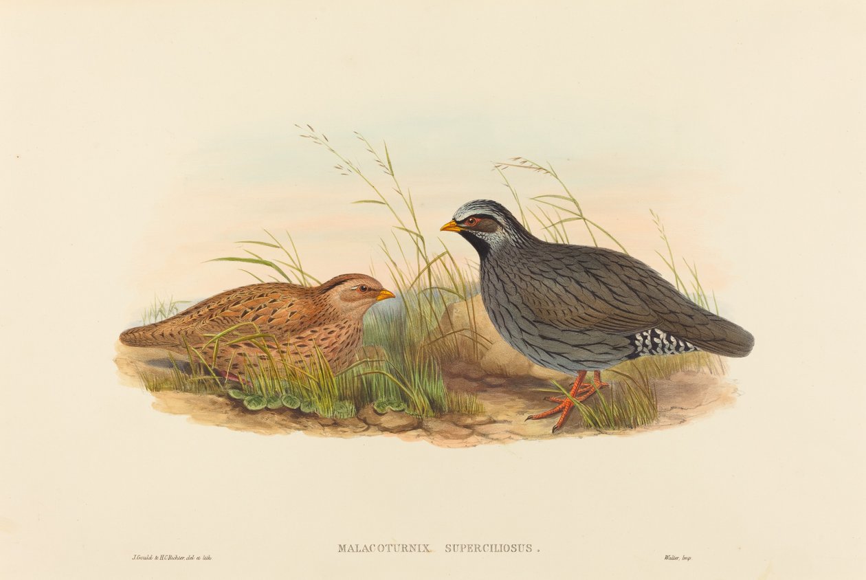 Malacoturnix superciliosus (vuoriviiriäinen) tekijältä John Gould and H.C. Richter