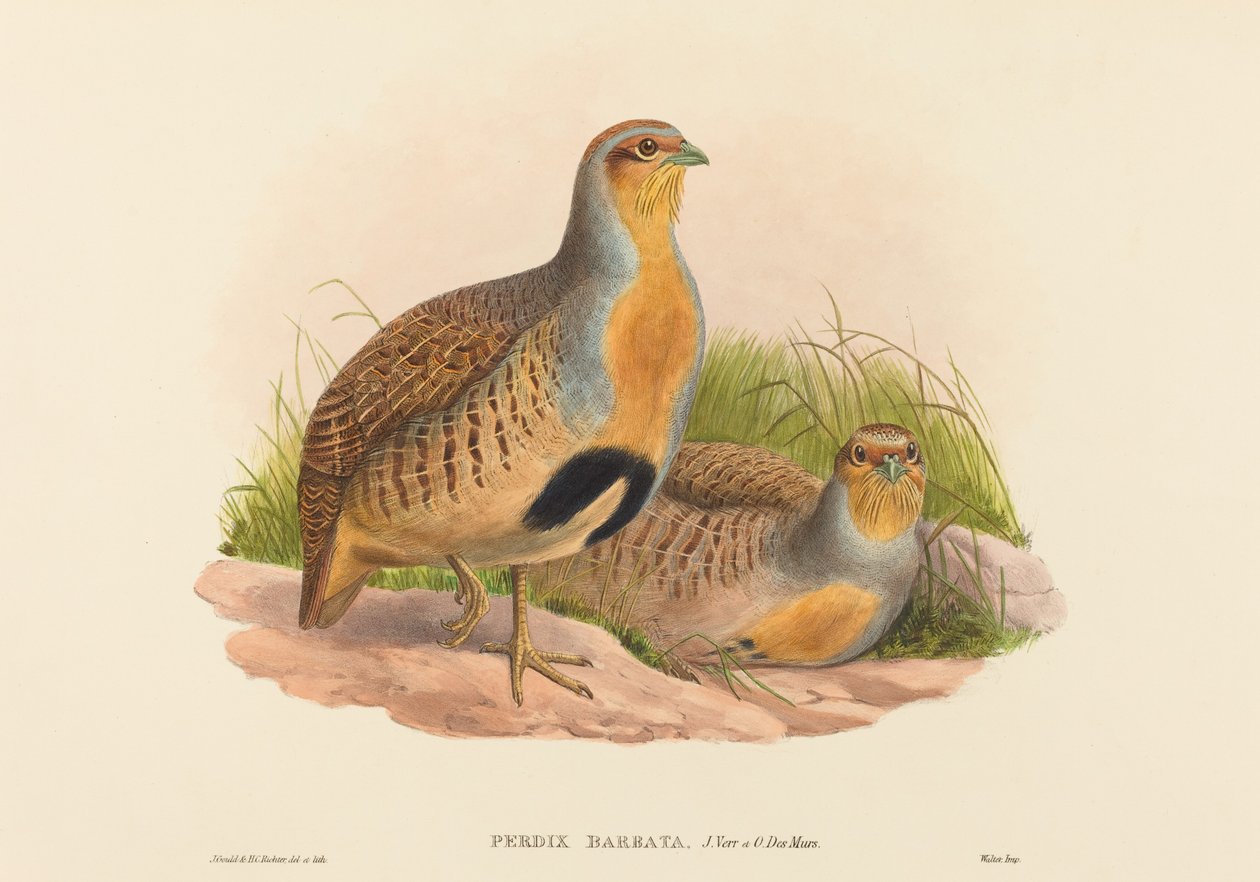 Perdix barbata (Daurian Partridge) tekijältä John Gould and H.C. Richter