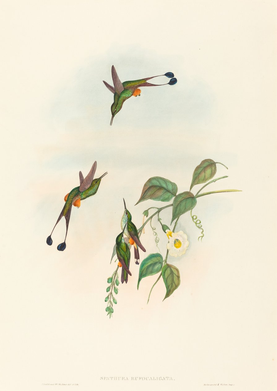 Spathura rufocaligata (Red-booted Racket-Tail) tekijältä John Gould and H.C. Richter