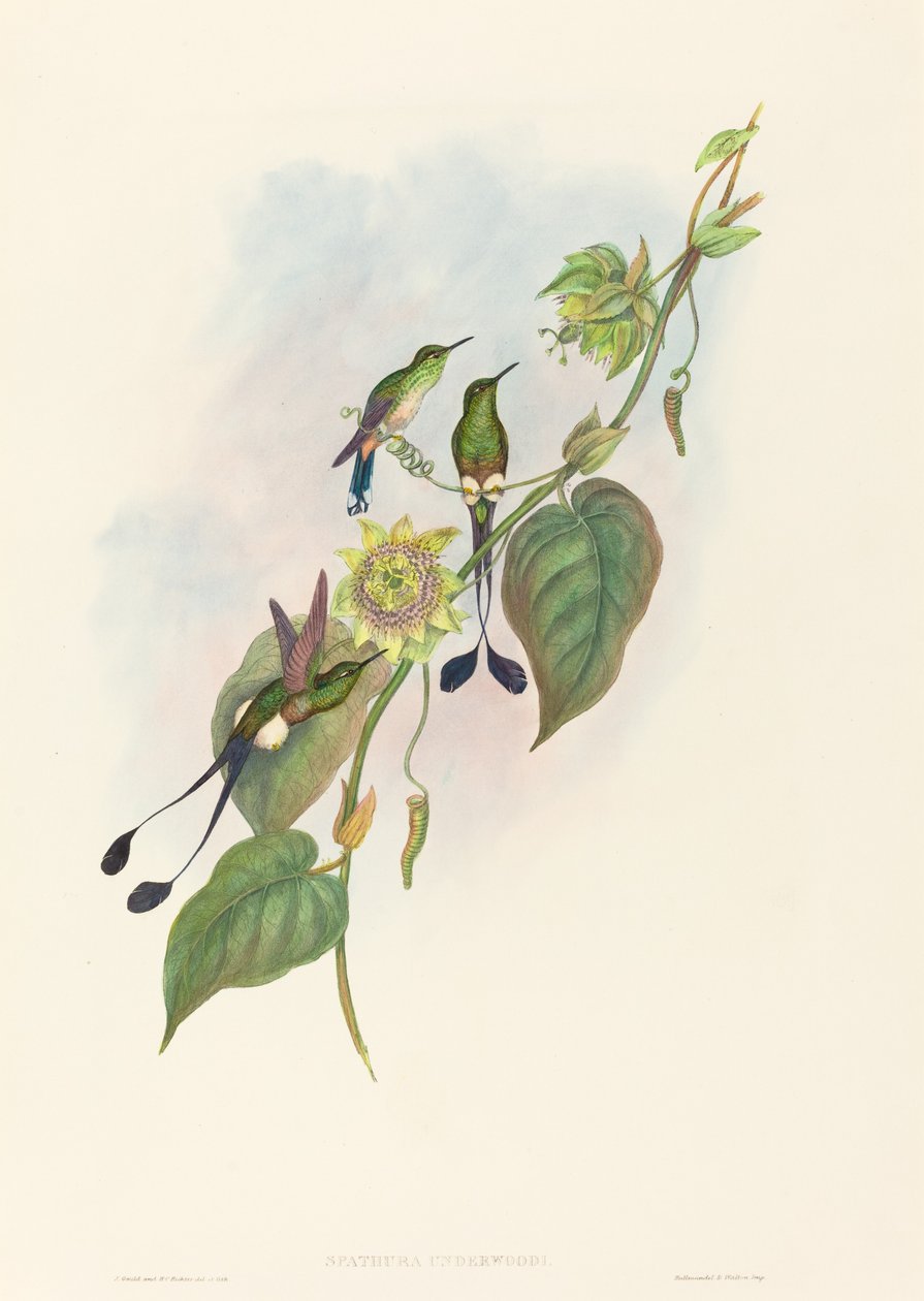 Spathura underwoodi (valkojalkainen mailapyrstö) tekijältä John Gould and H.C. Richter