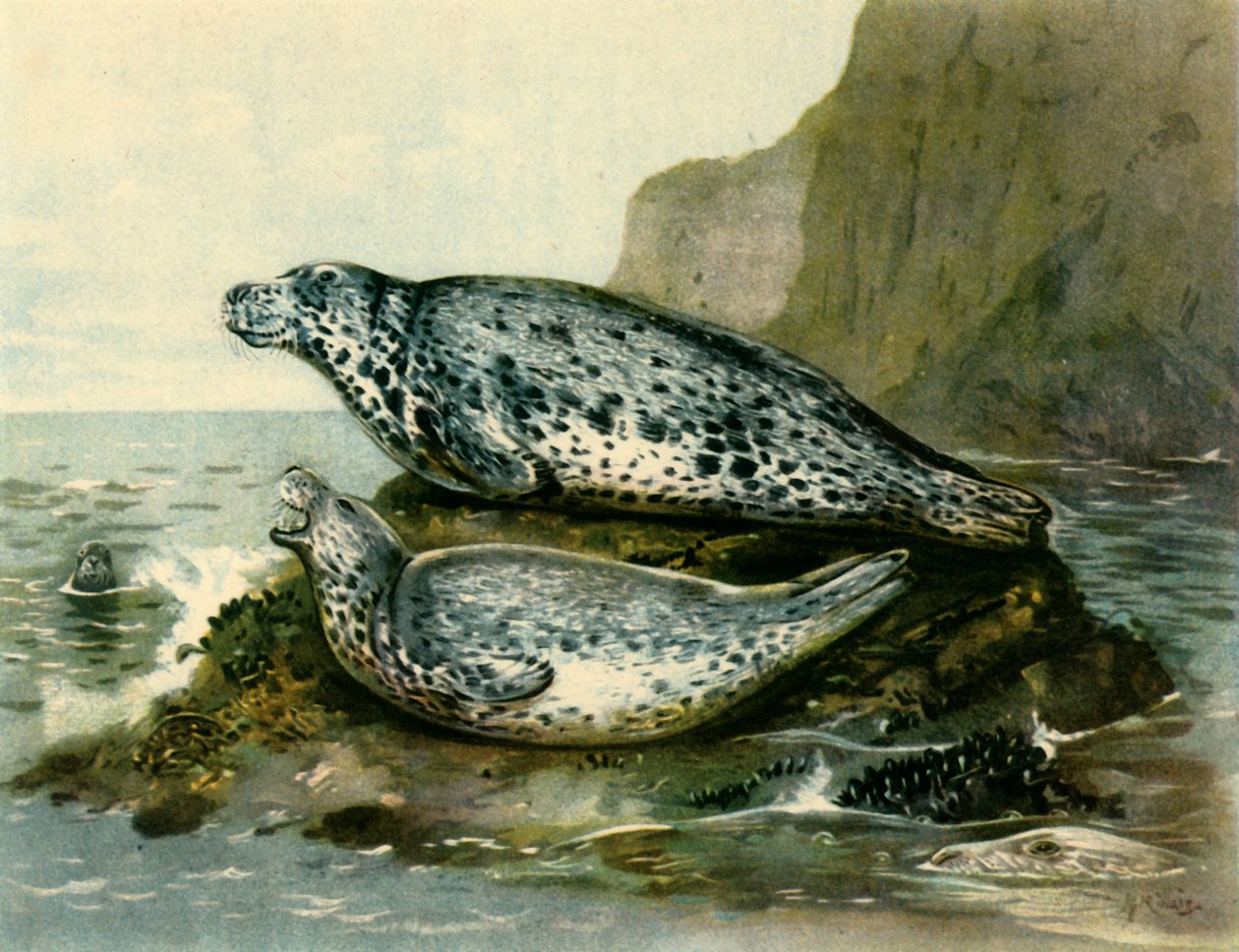 "Grey Seal", c1905, 1943. tekijältä John Guille Millais