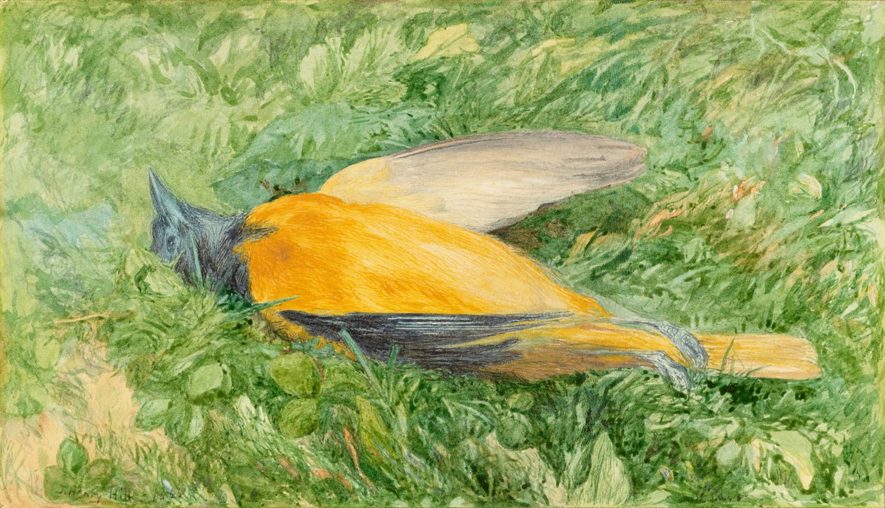 Golden Robin (pohjoinen oriole) tekijältä John Henry Hill