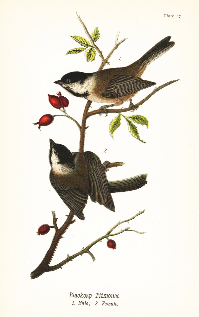 Mustakärkinen kananpoika, Poecile atricapillus tekijältä John James (after) Audubon