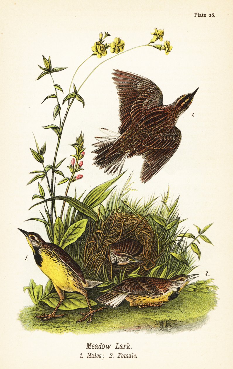 Itäinen niittykiuru, Sturnella magna tekijältä John James (after) Audubon