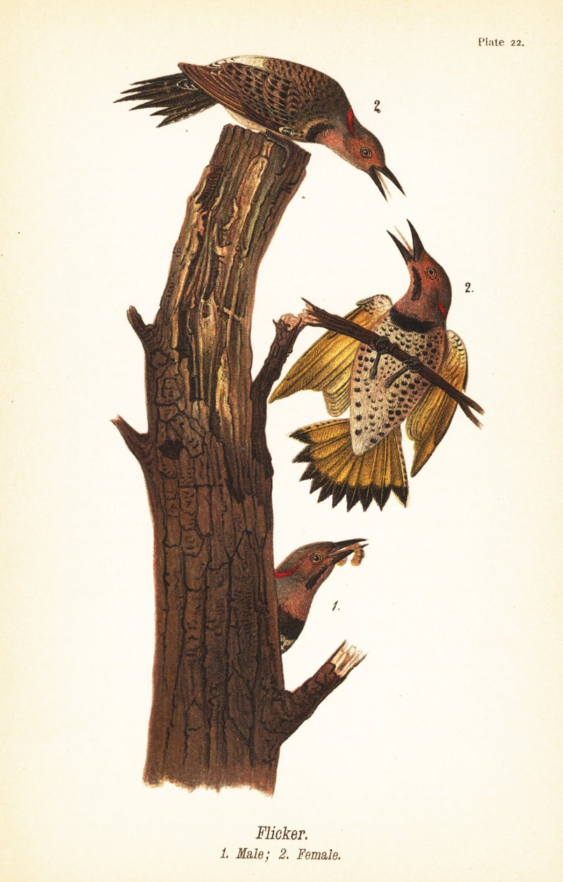 Pohjoinen välkyntä, Colaptes auratus tekijältä John James (after) Audubon