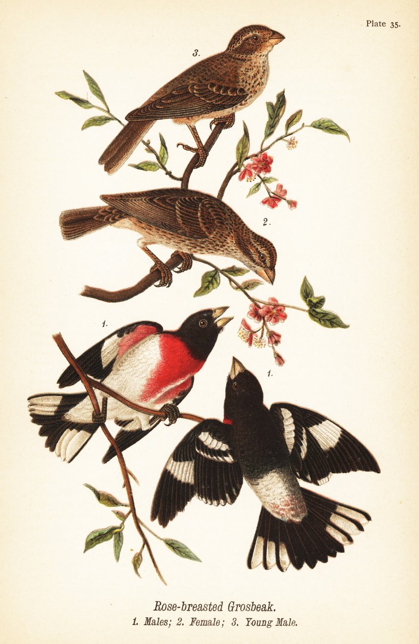 Ruusurintapikka, Pheucticus ludovicianus tekijältä John James (after) Audubon