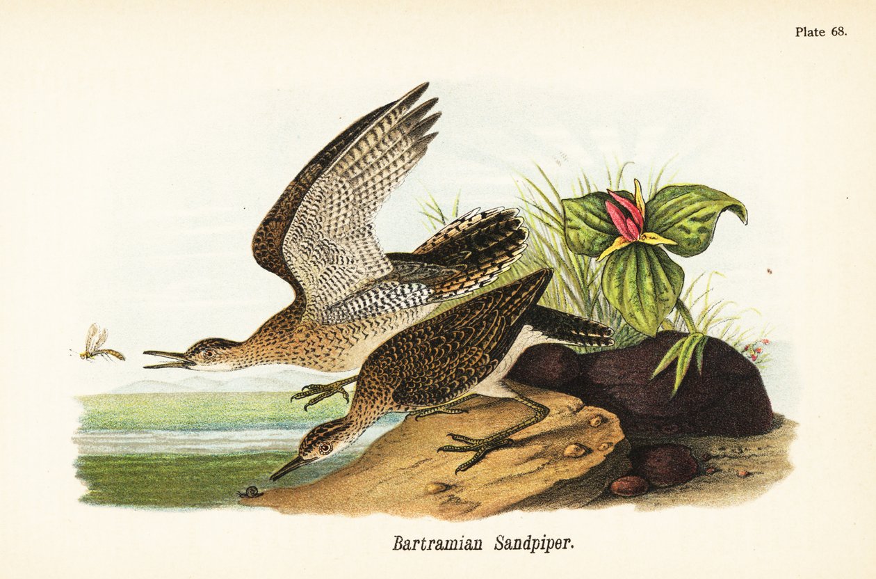 Vuoristopiippu, Bartramia longicauda tekijältä John James (after) Audubon