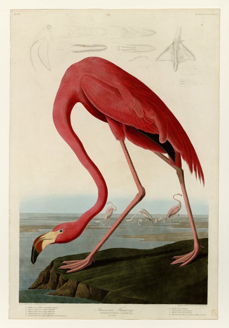 431 Amerikkalainen flamingo tekijältä John James Audubon