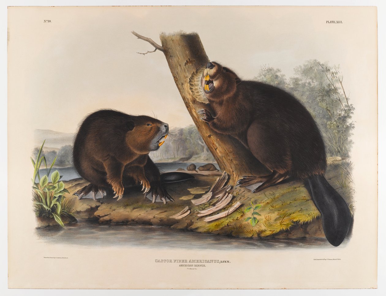 Amerikkalainen majava, 1844 tekijältä John James Audubon