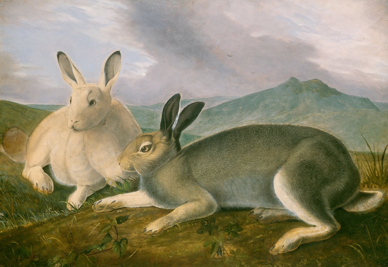 Arctic Hare, c. 1841. tekijältä John James Audubon