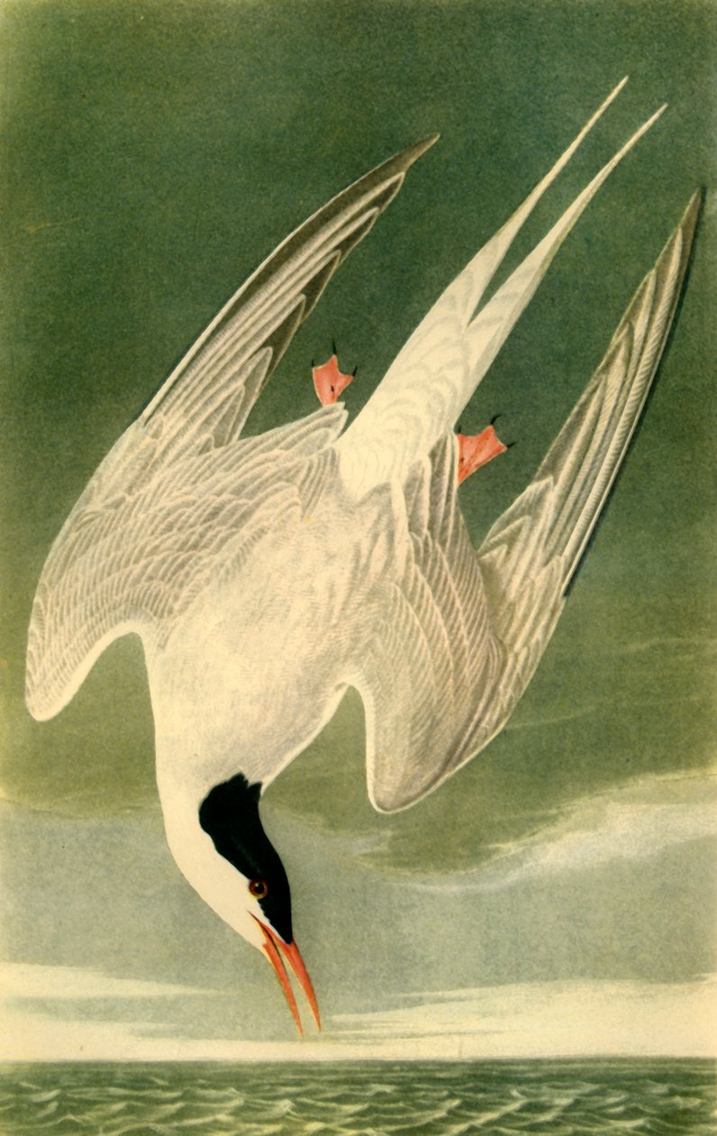 "Arctic Tern", 1835, 1942. tekijältä John James Audubon