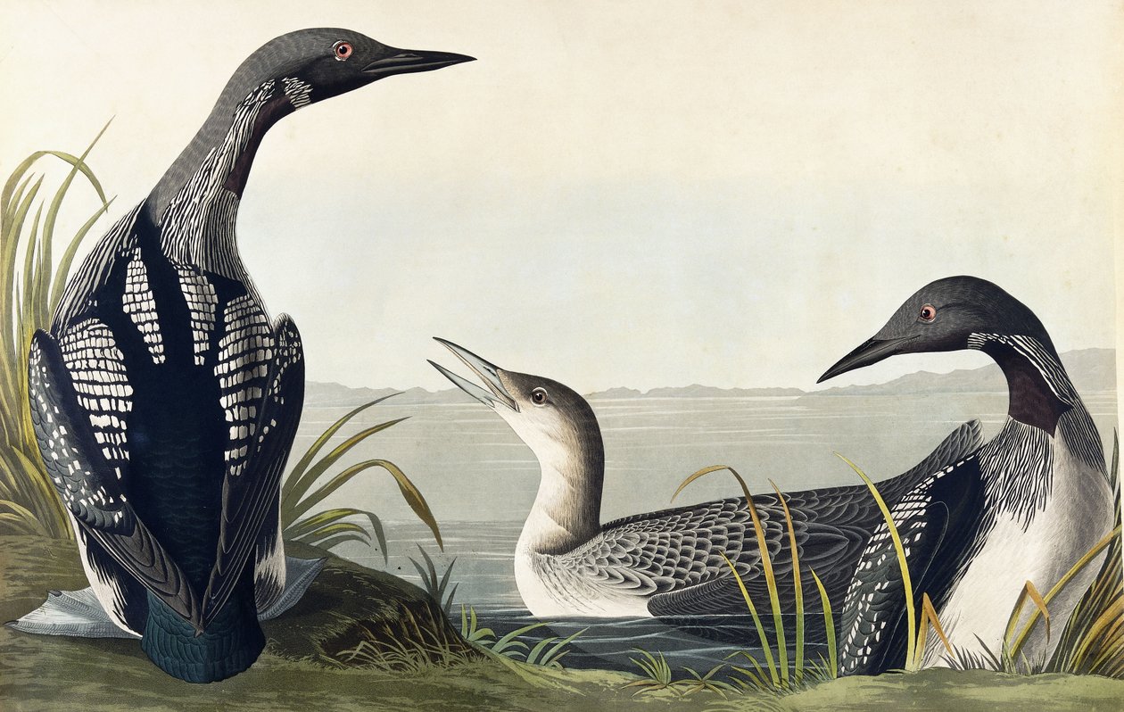 Mustakurkainen sukeltaja tekijältä John James Audubon