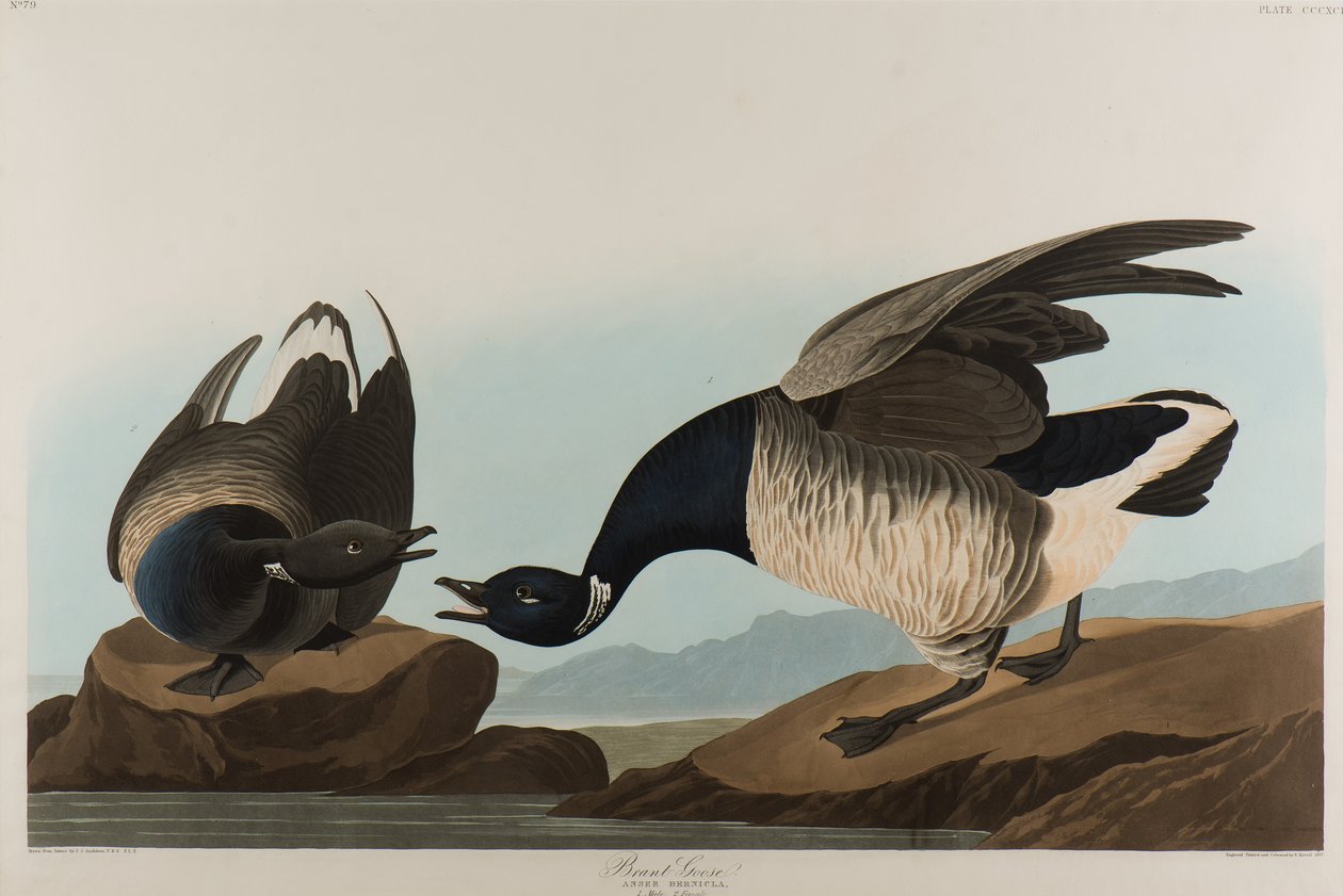 Brant Goose, 1837 (wc paperilla) tekijältä John James Audubon