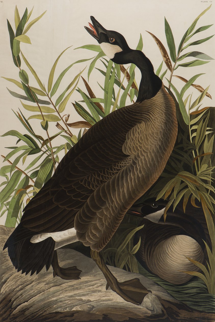 Kanadanhanhi, 1827-1838 (wc paperilla) tekijältä John James Audubon
