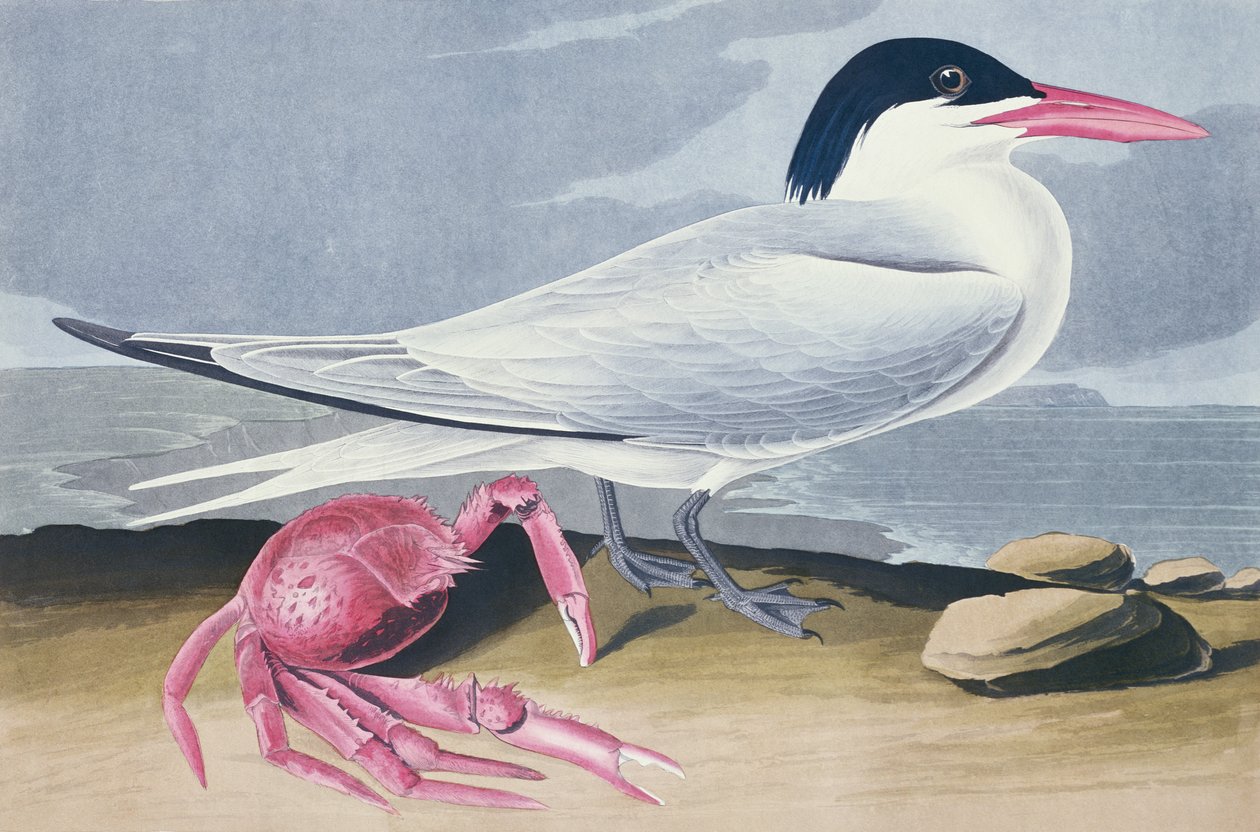 Cayenne Tern tekijältä John James Audubon