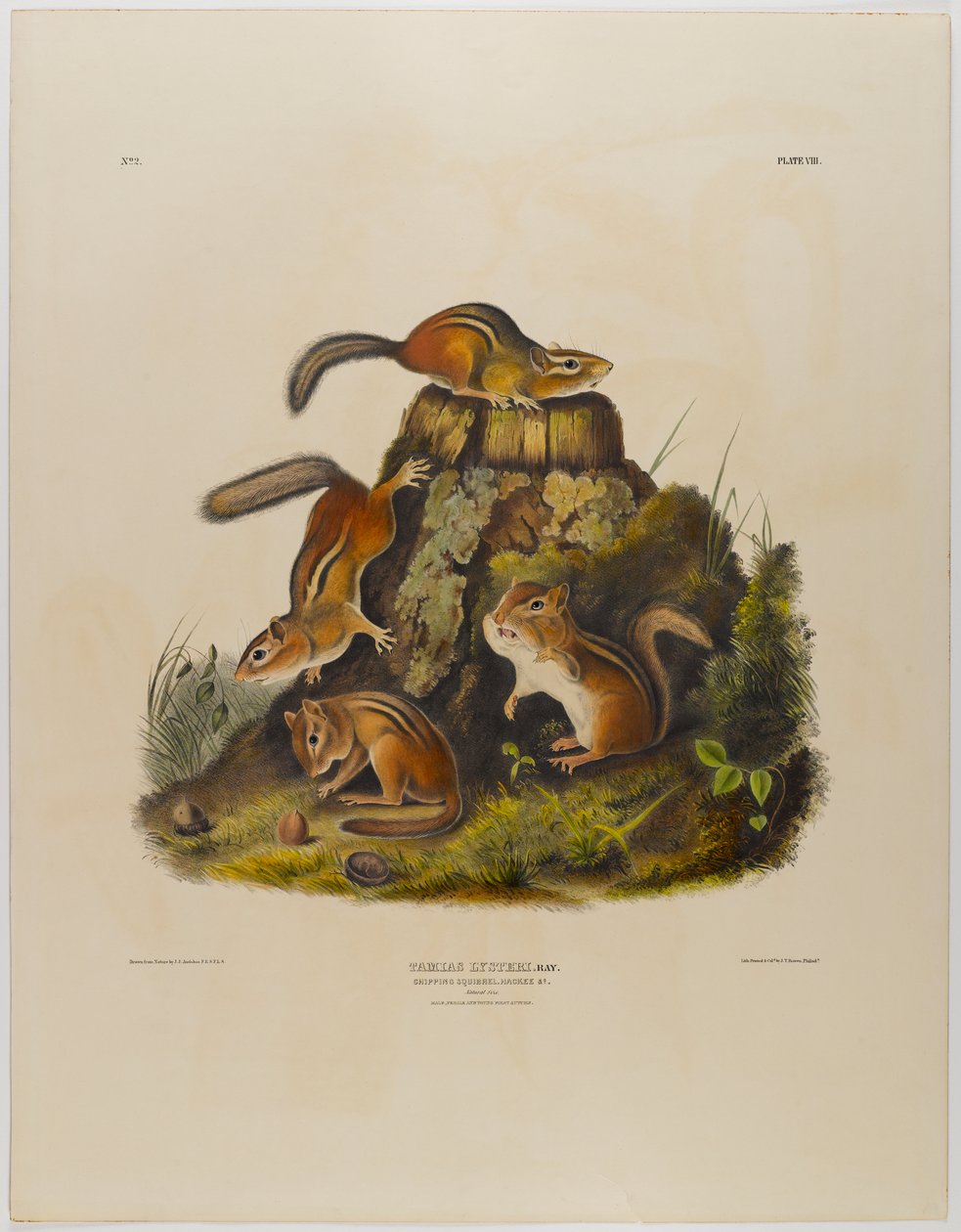 Chipping orava hackee tekijältä John James Audubon