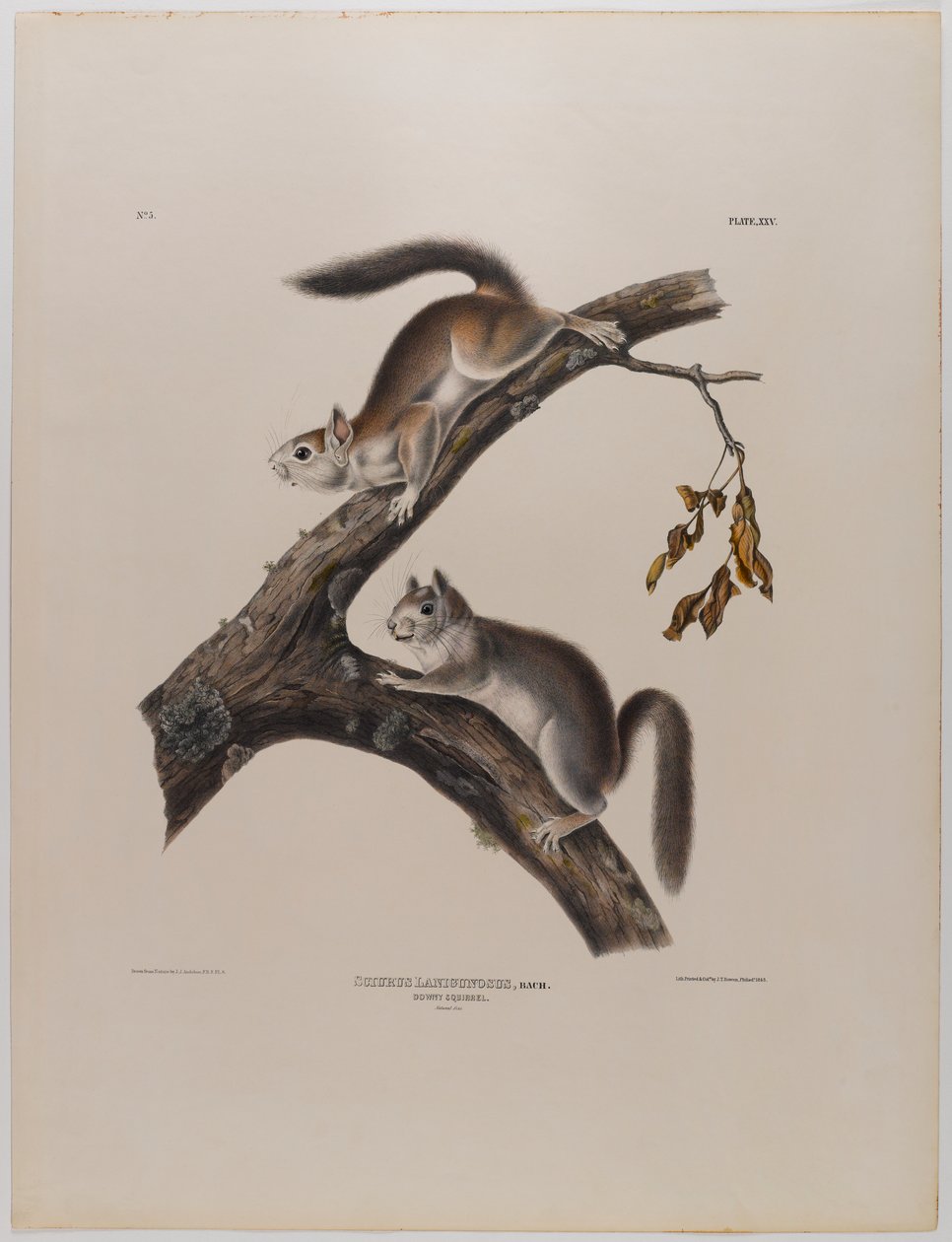 Untuva-orava tekijältä John James Audubon