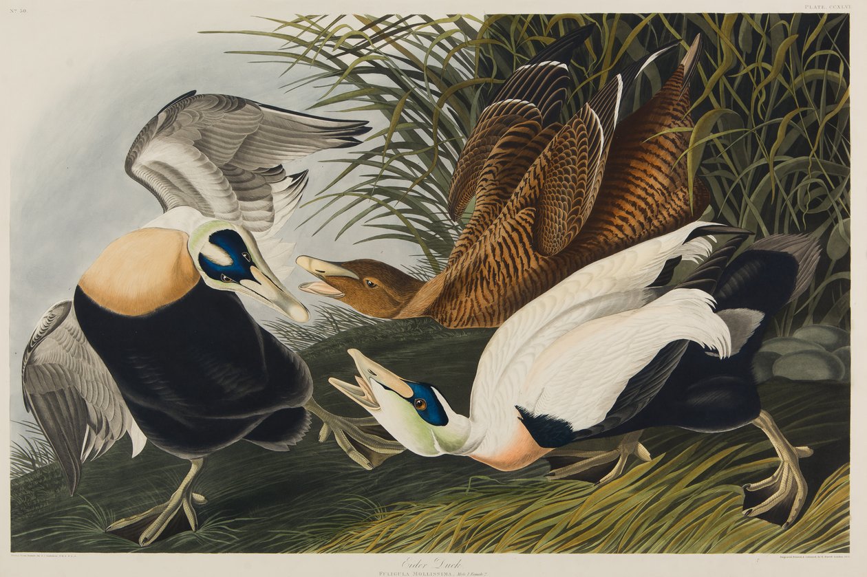 Haahka, 1835 (wc paperilla) tekijältä John James Audubon