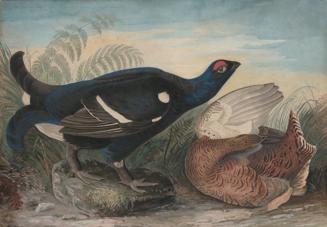 English Black Cocks, 1828. tekijältä John James Audubon