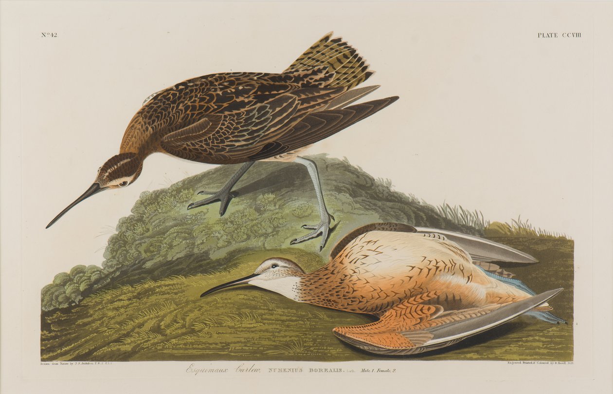 Esquimaux Curlew, 1834 (wc paperilla) tekijältä John James Audubon