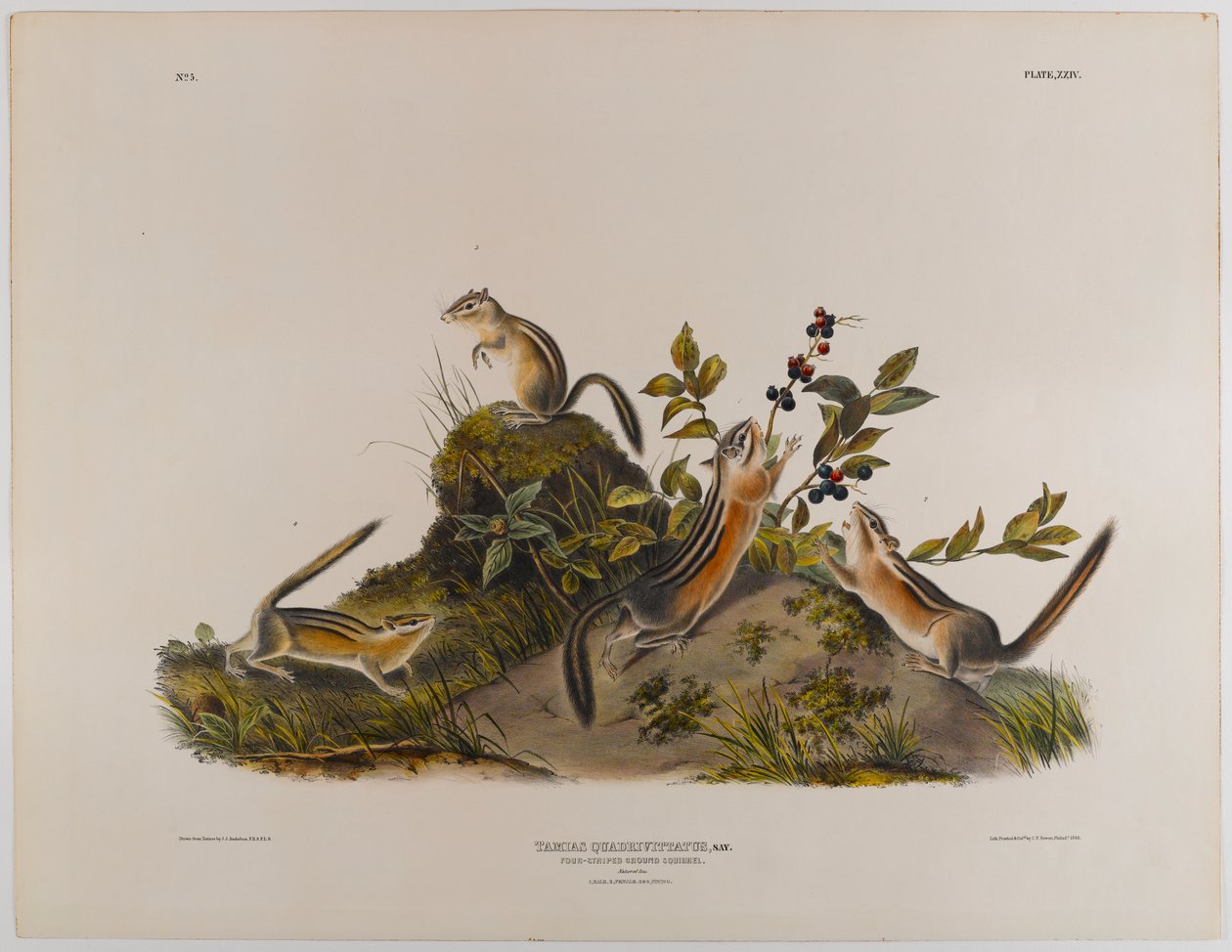 Neliraitainen maa-orava tekijältä John James Audubon