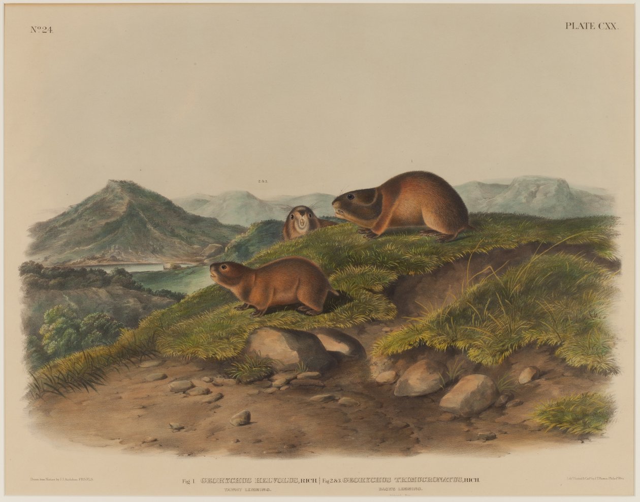Georychus Helvolus & Georychus Trimucronatus tekijältä John James Audubon