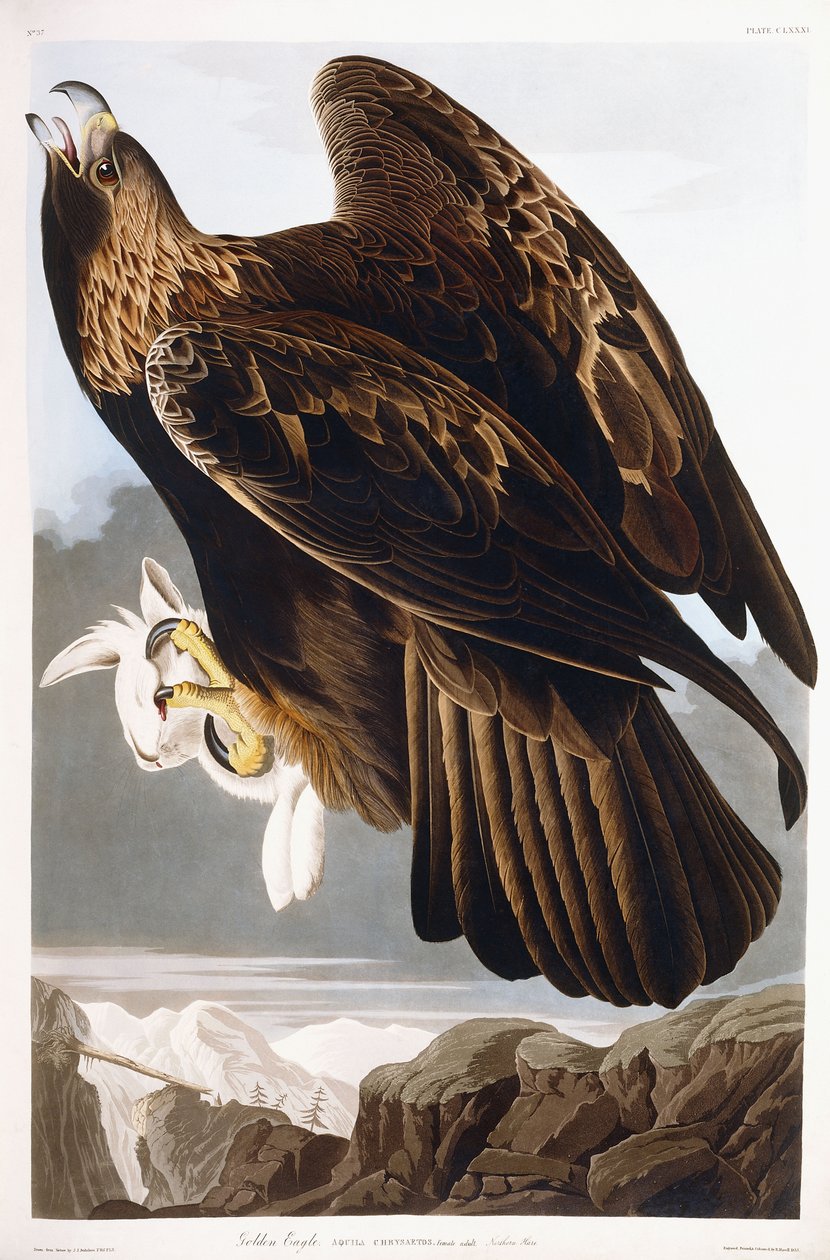 Kultainen kotka, 1833 tekijältä John James Audubon