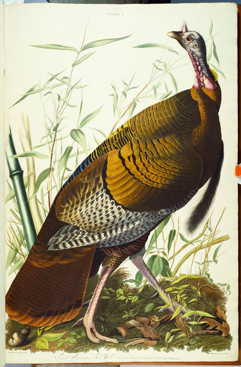 Upea amerikkalainen Beck-uros. Villi kalkkuna tekijältä John James Audubon
