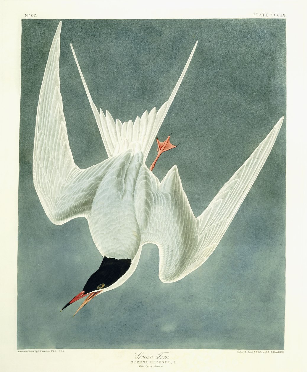 Great Turn, mies, Spring Plumage, 1836 tekijältä John James Audubon
