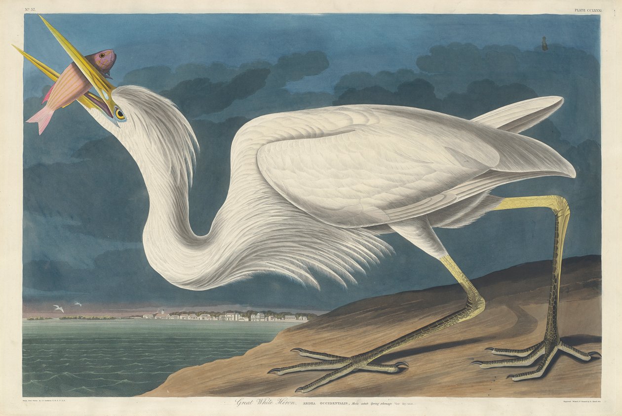 Valkohaikara, 1835 tekijältä John James Audubon