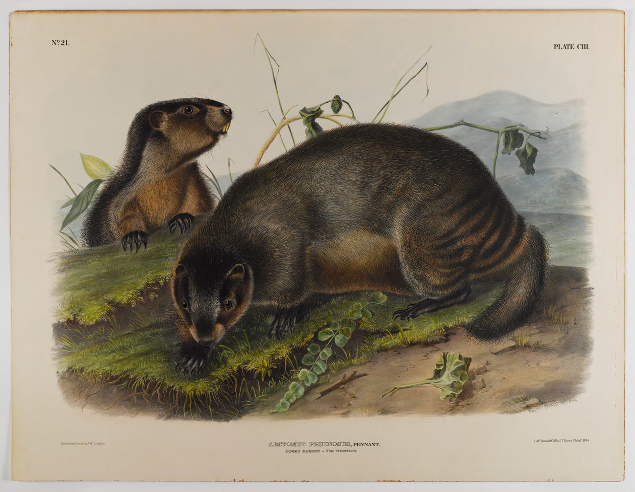 Hullu murmeli tekijältä John James Audubon