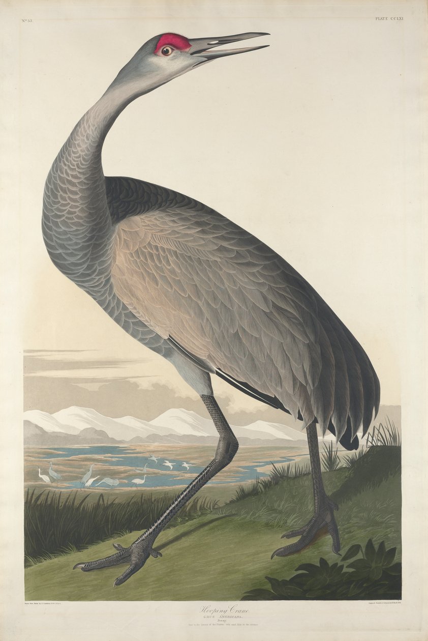 Hooping Crane, 1835 tekijältä John James Audubon
