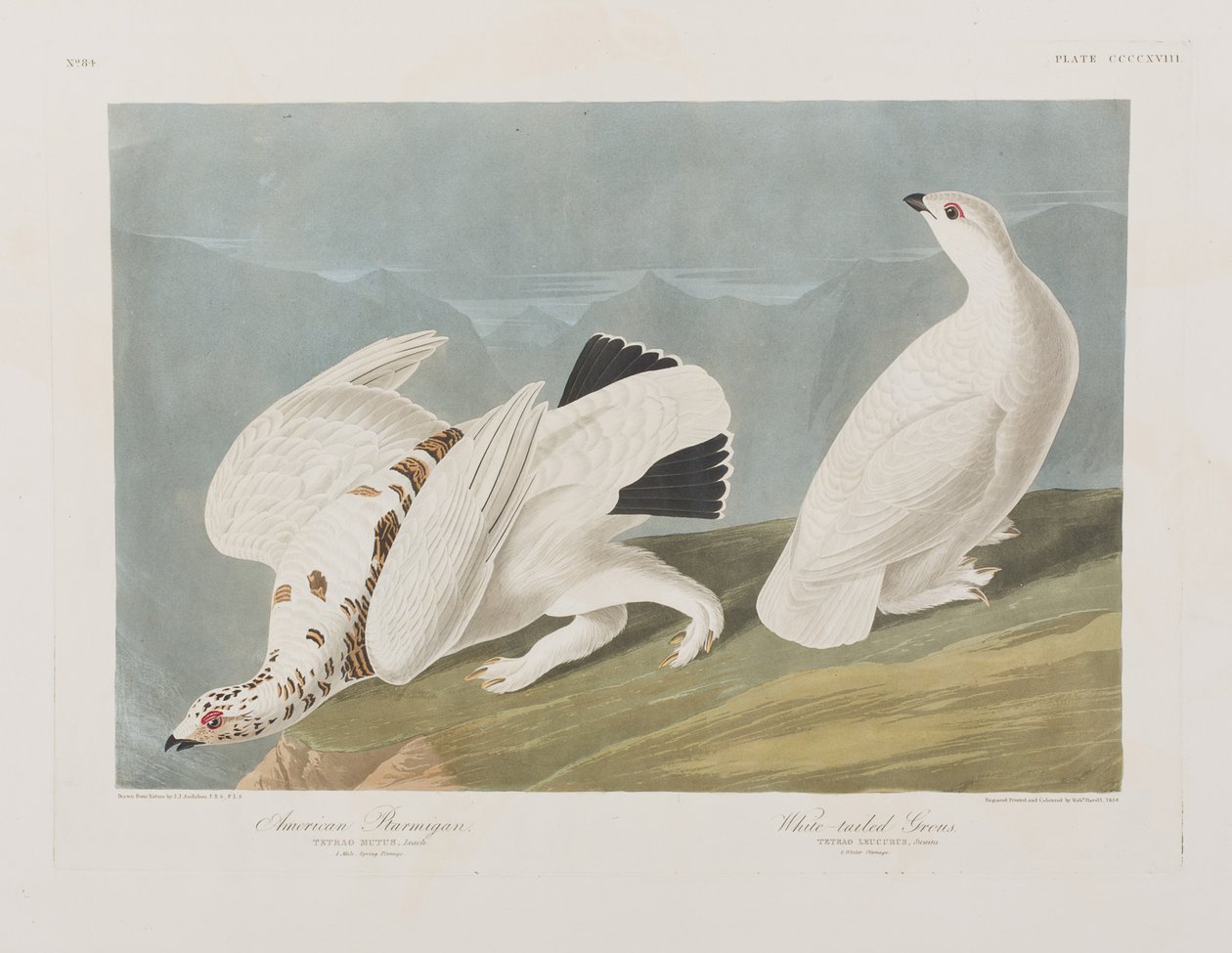 Kuvitus elokuvasta "Birds of America" tekijältä John James Audubon