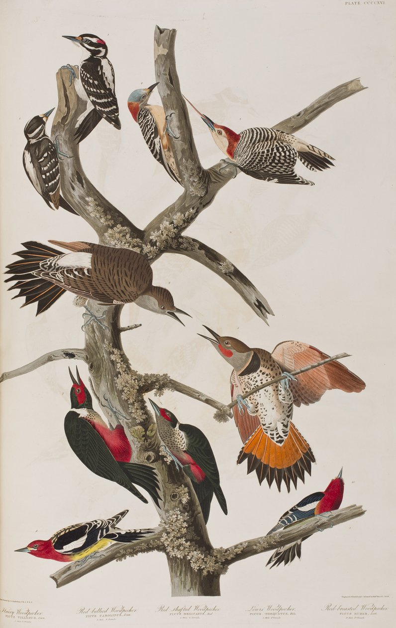 Kuvitus elokuvasta "Birds of America" tekijältä John James Audubon