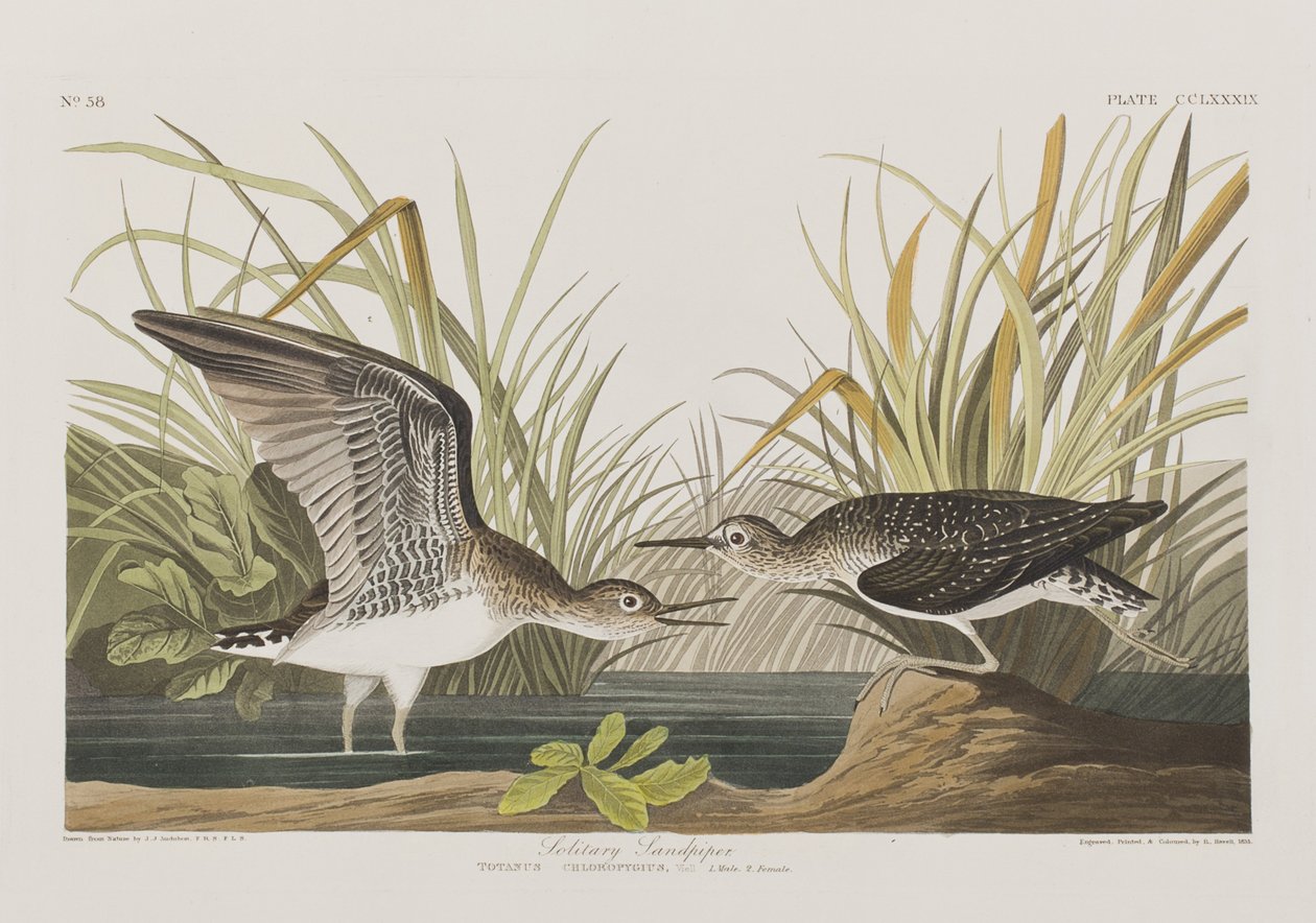 Kuvitus elokuvasta "Birds of America" tekijältä John James Audubon