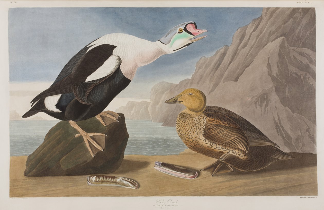 Kuvitus elokuvasta "Birds of America" tekijältä John James Audubon