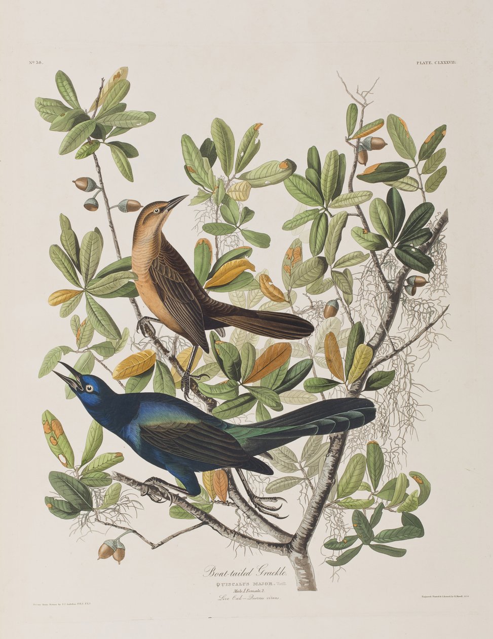 Kuvitus elokuvasta "Birds of America" tekijältä John James Audubon