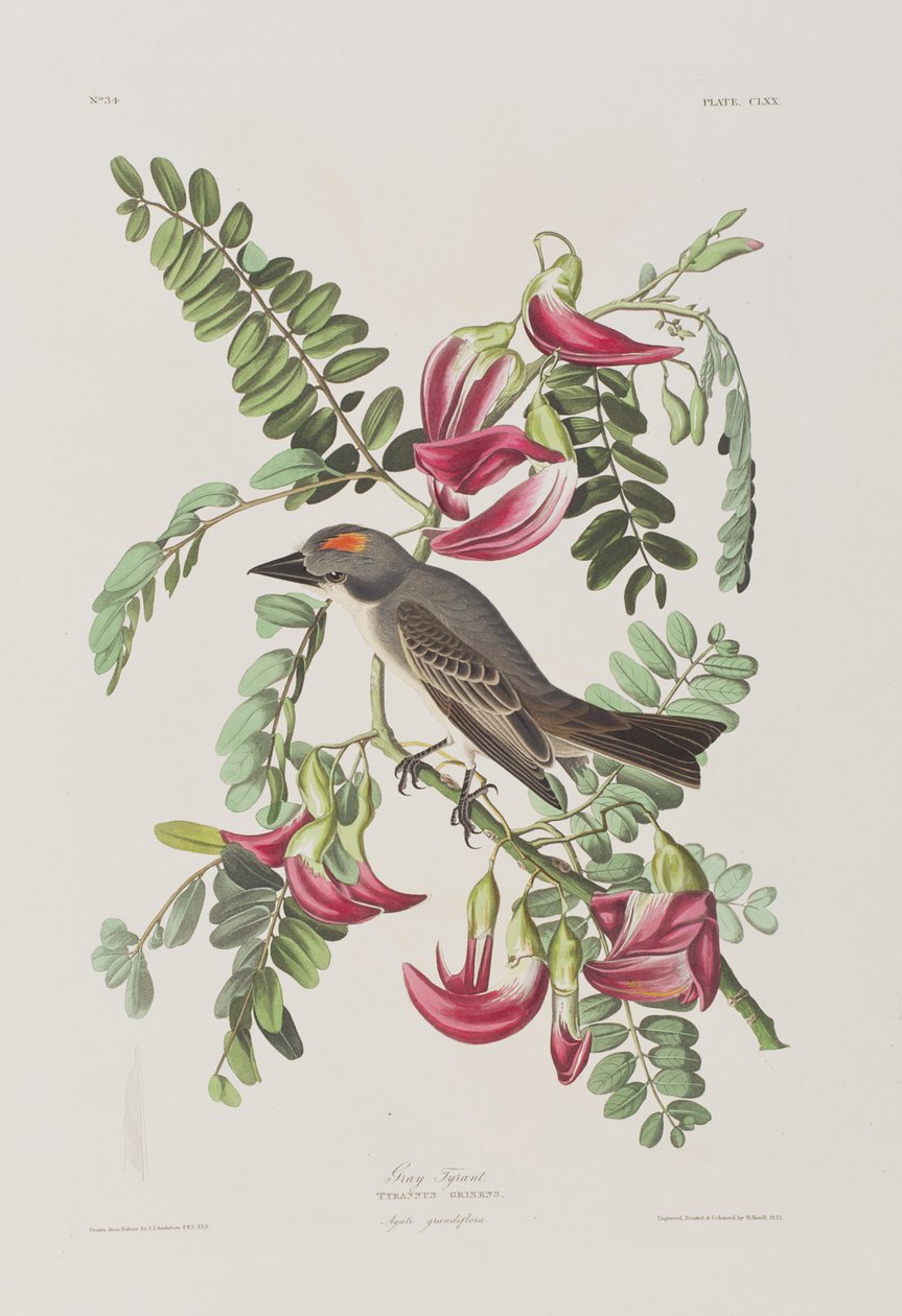 Kuvitus elokuvasta "Birds of America" tekijältä John James Audubon