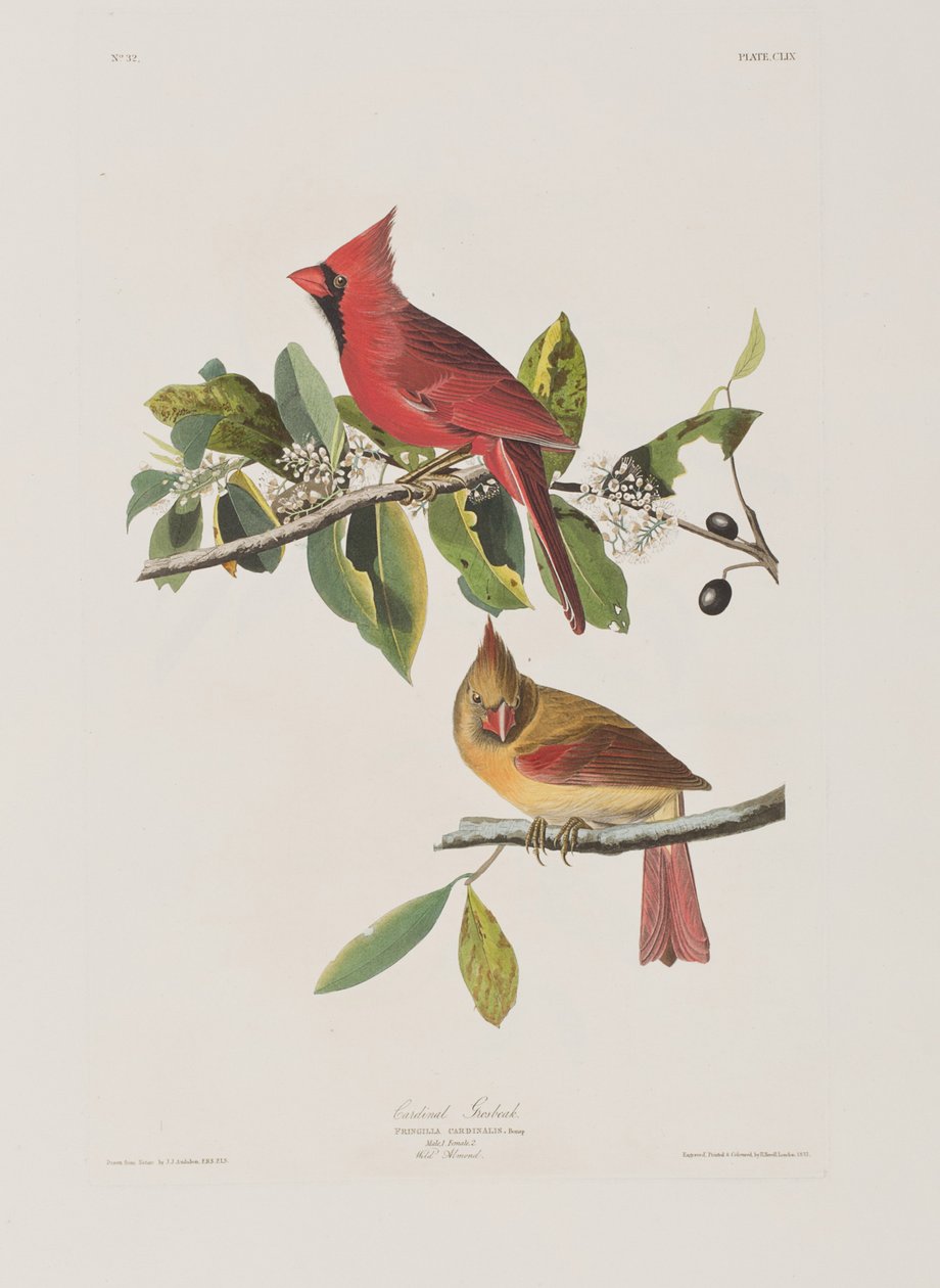 Kuvitus elokuvasta "Birds of America" tekijältä John James Audubon