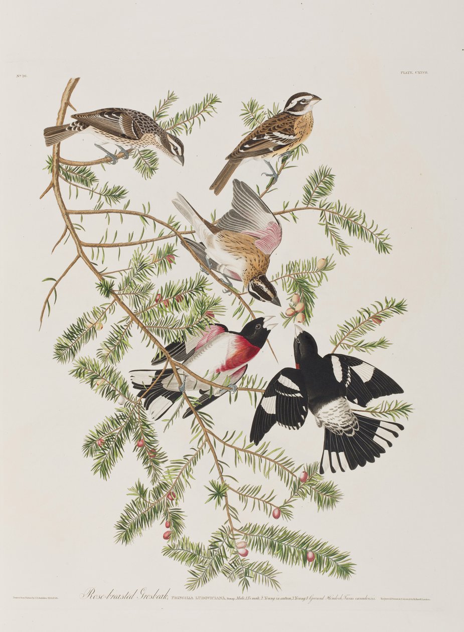 Kuvitus elokuvasta "Birds of America" tekijältä John James Audubon