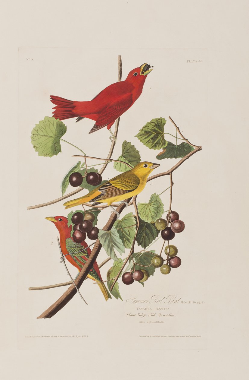 Kuvitus elokuvasta "Birds of America" tekijältä John James Audubon