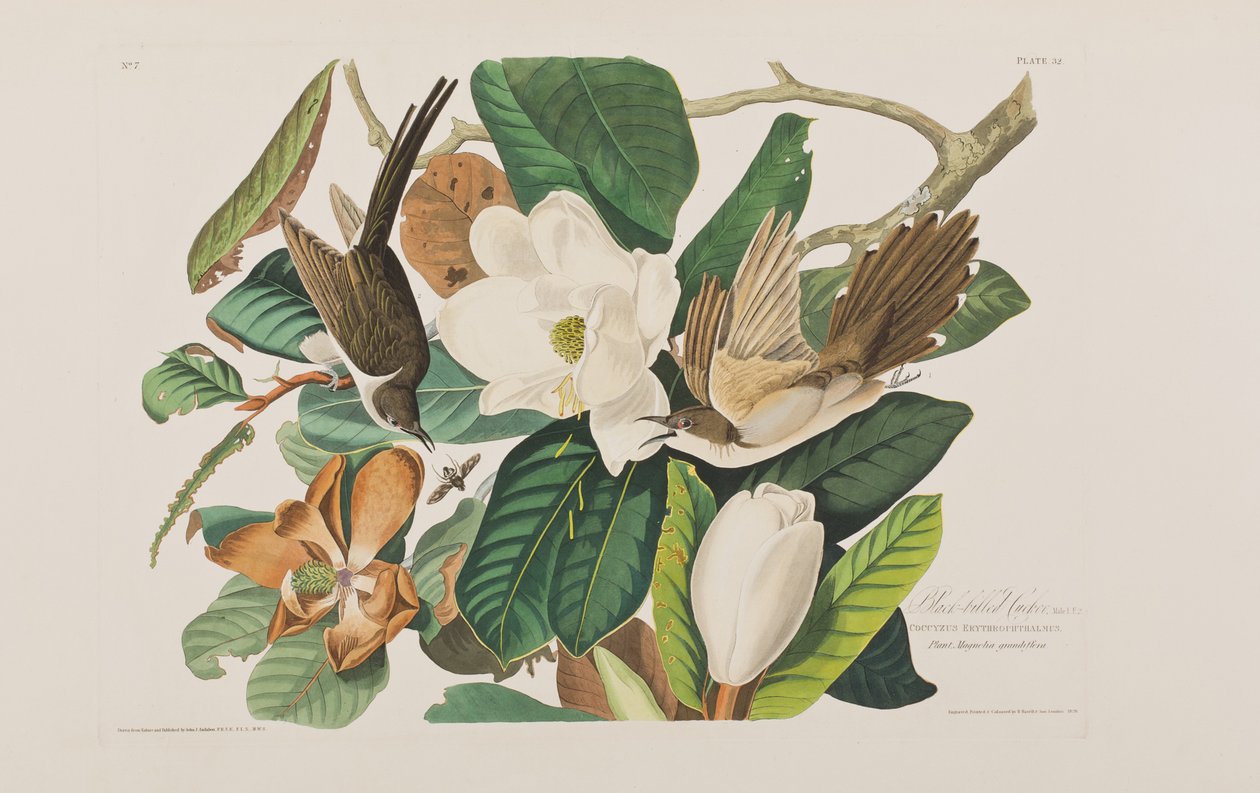 Kuvitus elokuvasta "Birds of America" tekijältä John James Audubon