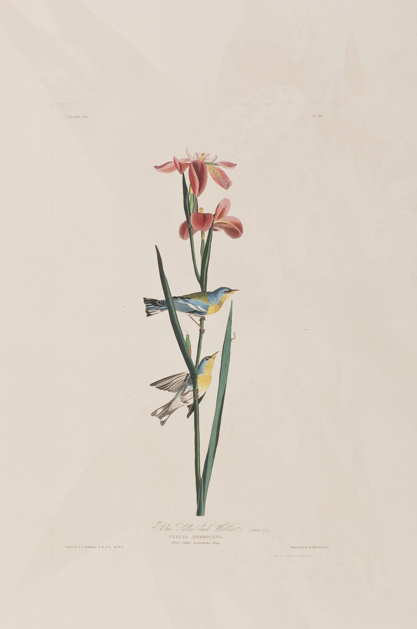 Kuvitus elokuvasta "Birds of America" tekijältä John James Audubon