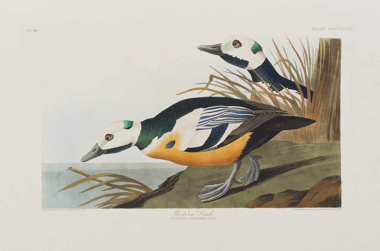 Kuvitus elokuvasta "Birds of America" tekijältä John James Audubon