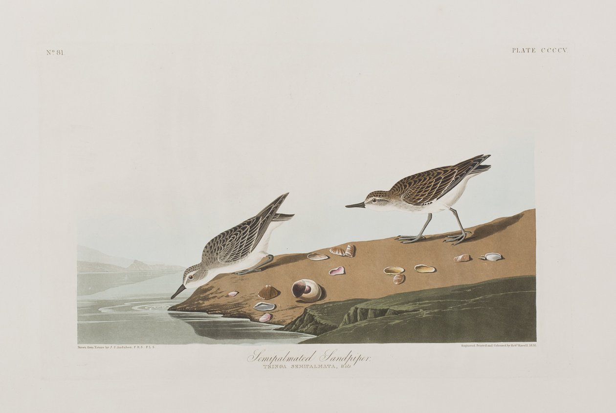 Kuvitus elokuvasta "Birds of America" tekijältä John James Audubon